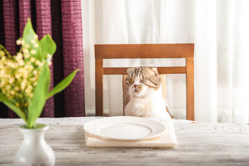 A hungry domestic cat is sitting at a table with an empty plate. Home cat is waiting for a...