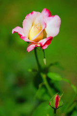 Bicolor pink and white rose flower growing in the garden