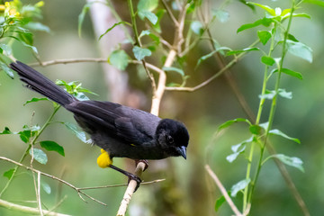 Panama - Cerro Punta - Parque Nacional La Amistad - Yellow-thighed Finch