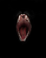 mouth of a night demon,  cat’s jaws of a lynx isolated on a black background. swallow throat ready to devour prey, a symbol of nightly fears and temptations. red open gluttonous mouth with dark abyss. - 308720450