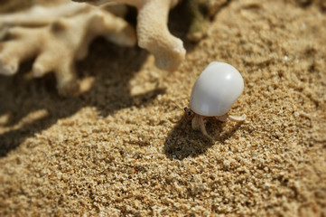 A little hermit crab in a white shell. Hermit crab on a sandy beach next to the coral. A hermit crab is bored on the shore.