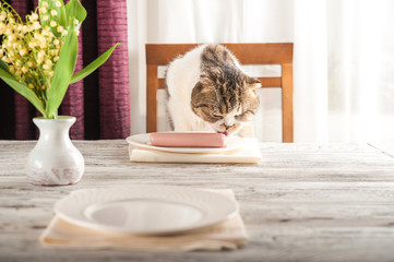 A hungry domestic cat is sitting at a table with boiled sausage. Home cat eat sausage from a plate.