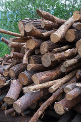 Wooden logs of pine woods in the forest, stacked in a pile.