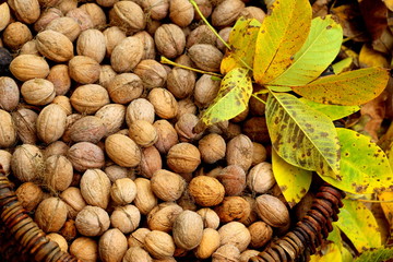 Walnuts in a basket. Harvest nuts. Golden autumn.
