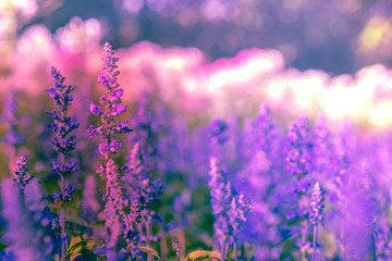 Selective soft focus of Beautiful violet salvia farinacea flower field in outdoor garden background. Blue Salvia flower blooming in the spring. Colorful purple flowers plant of victoria blue.