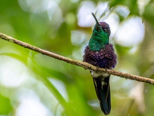 Panama - El Valle de Anton - Parque Nacional Cerro Gaital - Hummingbird