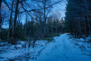 snowy path in early morning forest