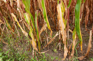 Maisfeld verdorrt aufgrund von Wassermangel