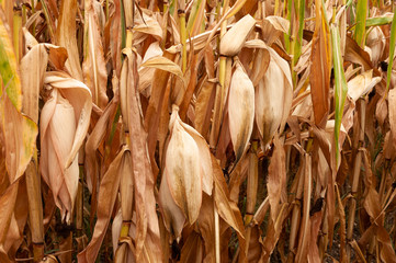 Maisfeld verdorrt aufgrund von Wassermangel