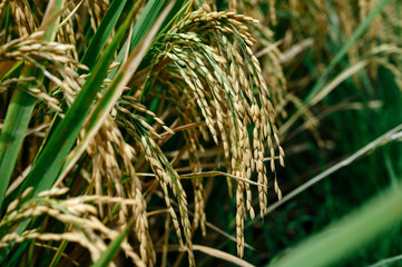 Rice in field under sun