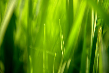 Rice on field. Green leaves background