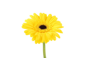 Gerbera flower isolated on white background