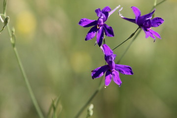 purple flowers in the garden