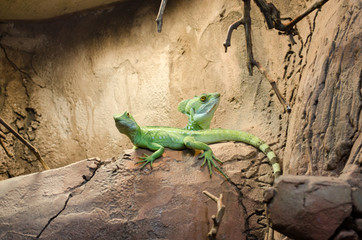 Two green iguanas sit on a rock under the warm light of a lamp and bask
