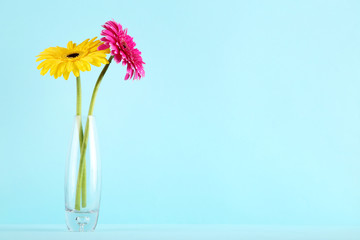 Glass vase with gerbera flowers on blue background