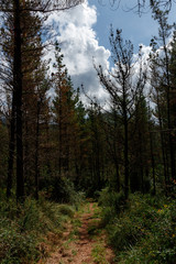 footpath in the forest in spain