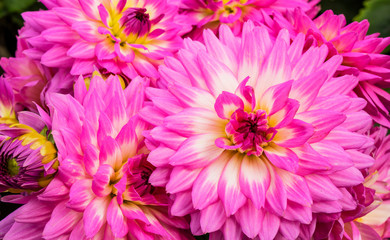 Obraz premium Bright pink dahlias with white accent in the centre.