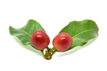 Coffee berries and leaves coffee on branch, White background.