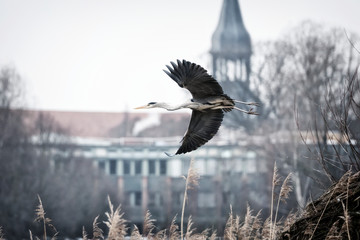 A flying gray heron, in the background a church of the city Gifhorn in Germany