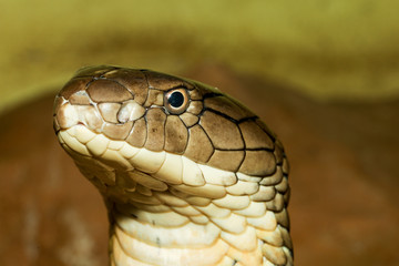 Close up head king cobra is dangerous snake at garden thailand