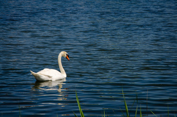 swan on lake