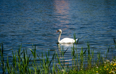 swan on lake
