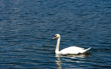 swan on lake