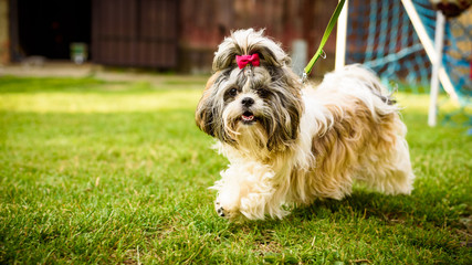 Shih tzu dog with red bow on head running on leash.