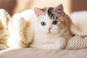 Altay BKH Katze mit leuchtend blauen Augen