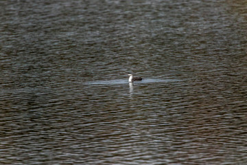 Red-throated loon (Gavia stellata)