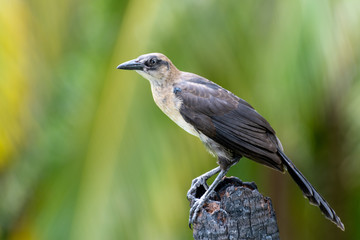 Panama - Guna Yala - Great-tailed Grackle