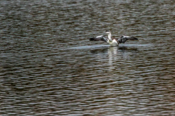 Red-throated loon (Gavia stellata)