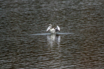 Red-throated loon (Gavia stellata)