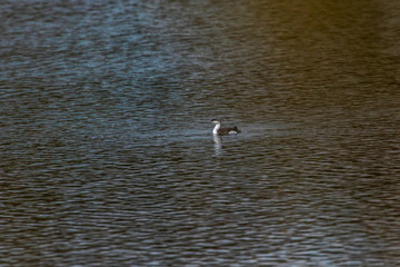 Red-throated loon (Gavia stellata)