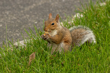 Gray Squirrel Eating a Nut