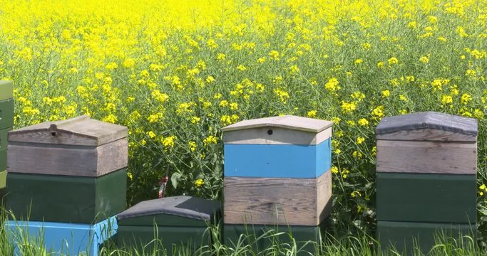 Beehives in bright yellow flowering Rapeseed field (Brassica napus, known for the production of vegetable oil.