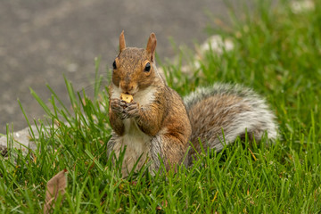 Gray Squirrel Eating a Nut