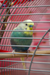 Obraz premium The parrot in the cage. Budgerigar inside a cage. Pets