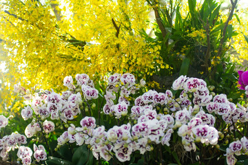 Beautiful colorful orchid flower tree.