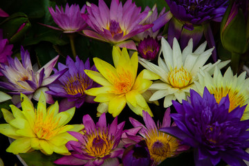 beautiful colorful lotus