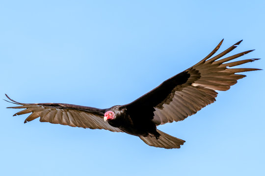 Panama - Isla Bastimentos - Turkey Vulture