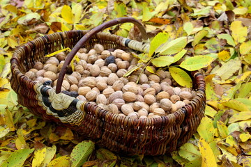 Walnuts in a basket. Harvest nuts. Golden autumn.