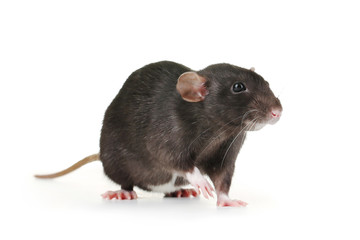 Black rat isolated on white background