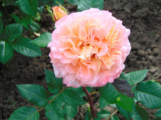 Terry pink and yellow rose close-up.