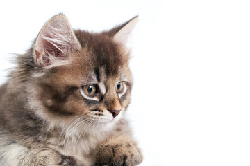 Crop of grey kitten isolated on white.