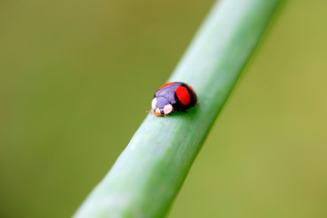 Lady beetles on plant leaves