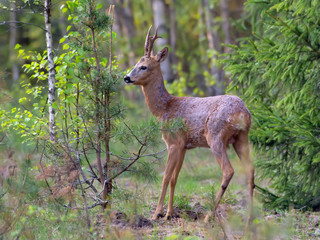 Mature Male Roe deer with big horns ready for fight as he smells a branch in green summer forest