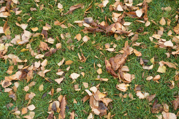 Background - green grass covered with brown fallen leaves from above