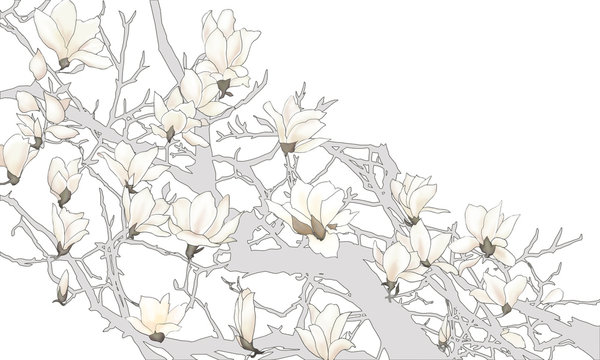 Illustration of Magnolia, Mokuren, Japanese magnolia
