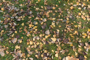 Grey, brown and yellow fallen leaves on green grass from above